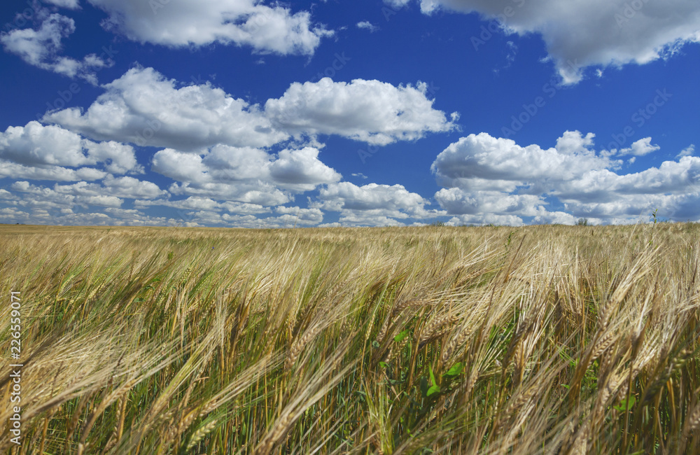 Close up of wheat ears growing in agricultural field on a background of blue sky with beautiful clouds.Tula region,Russia.