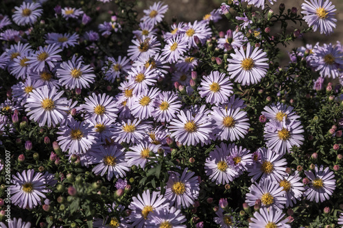 Alpine Aster (Aster alpinus) . Decorative garden plant with purple flowers. Beautiful perennial plant for rock garden. Field of pink flowers of rose Alpine Rock Aster. Autumn flowers