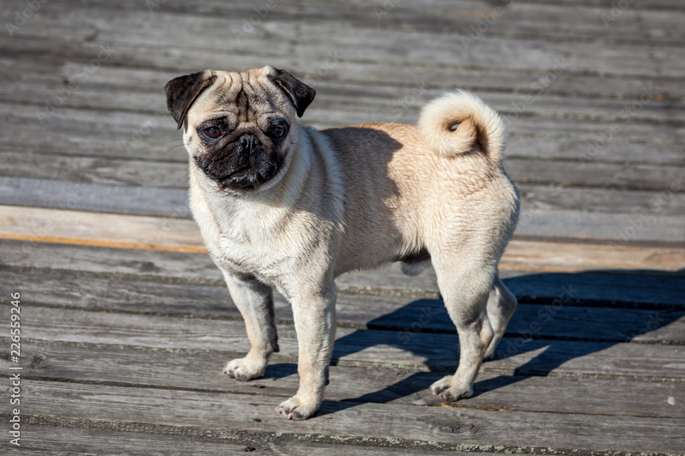 Small dog close up portrait - pug on the pier