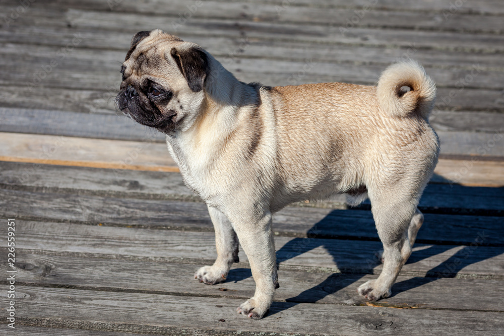 Small dog close up portrait - pug on the pier