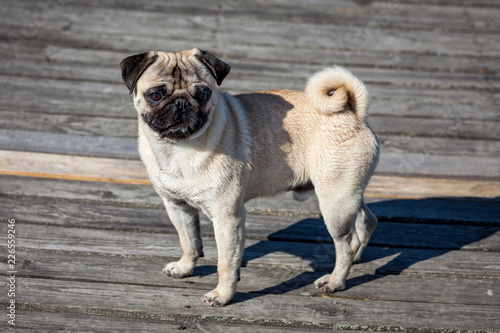 Small dog close up portrait - pug on the pier