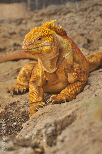 Land Iguana on the island of Santa Cruz  Galapagos  Ecuador