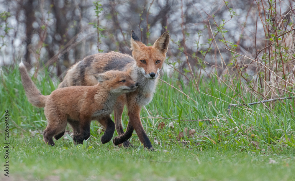 Fototapeta premium Red fox in the wild
