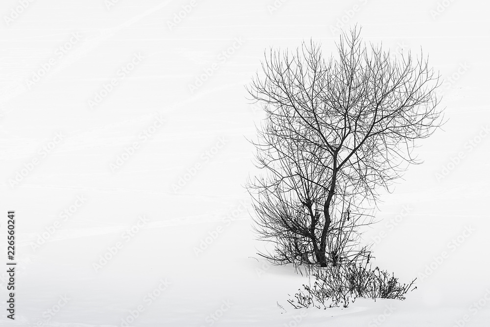 Fototapeta premium standalone tree