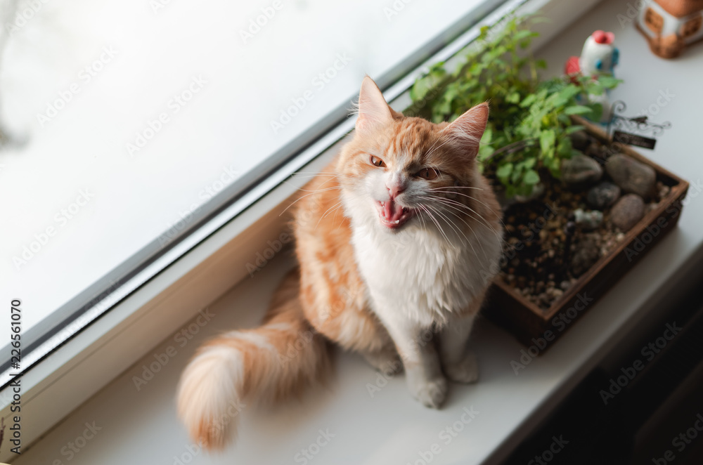 Ginger cat resting on a window sill and hissing.