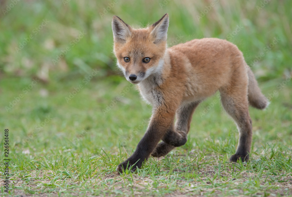 Fototapeta premium Red fox in the wild