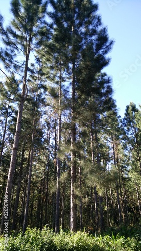 pine tree forest © Atilio