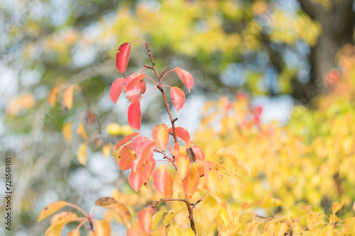  Autumn leaves on bokeh background photo