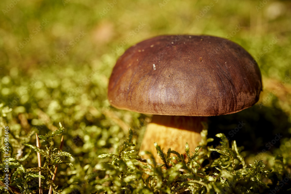 beautiful brown and fresh boletus mushroom growing on green thick moss in autumn forest beautiful brown and fresh boletus mushroom growing on green thick moss in autumn forest