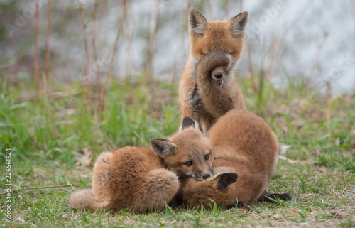 Fotografie Red fox in the wild