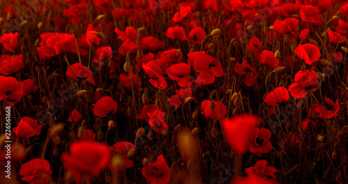 Flowers Red poppies blossom on wild field. Beautiful field red poppies with selective focus. Red poppies in soft light. Opium poppy. Glade of red poppies. Toning. Creative processing in dark low key