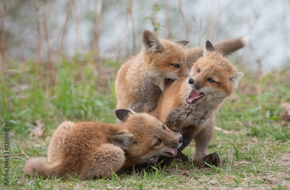 Red fox in the wild Red fox in the wild