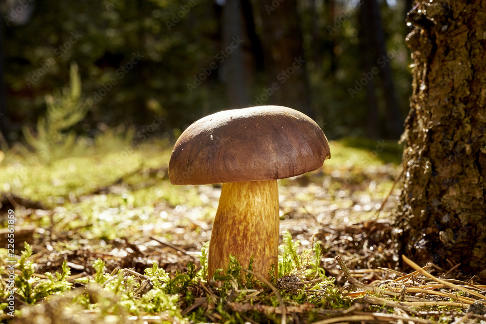 beautiful brown and fresh boletus mushroom growing on green thick moss in autumn forest beautiful brown and fresh boletus mushroom growing on green thick moss in autumn forest