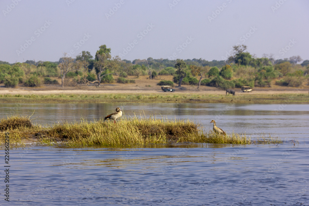 Botswana birds. Landscape of Okavango Delta with two birds, male and female. 