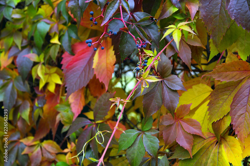 Bright autumn background