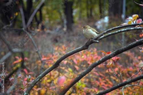 Sparrow sitting on a branch