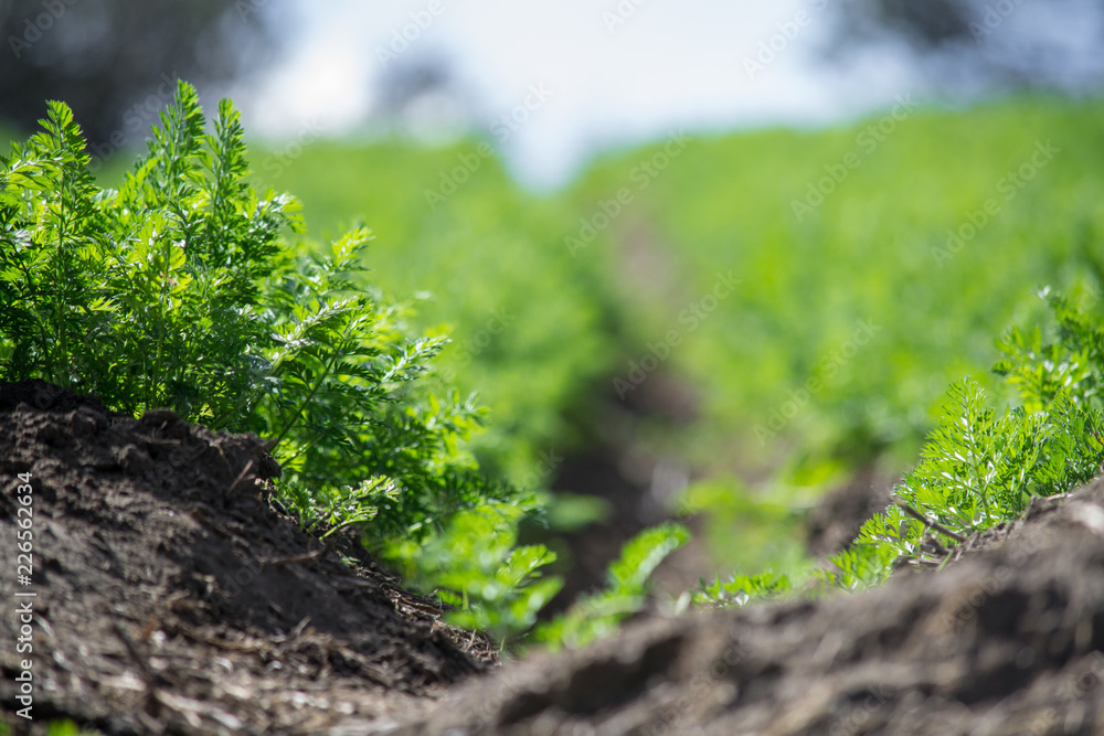 agricultural crop up close agricultural crop up close