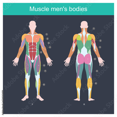 Muscle is the part of the body that exerts, And control the movement of the internal organs. Illustration front and back side.