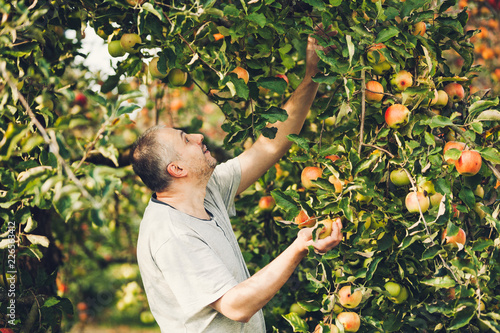 Happy farmer man picking apples from an apple tree in garden at harvest time