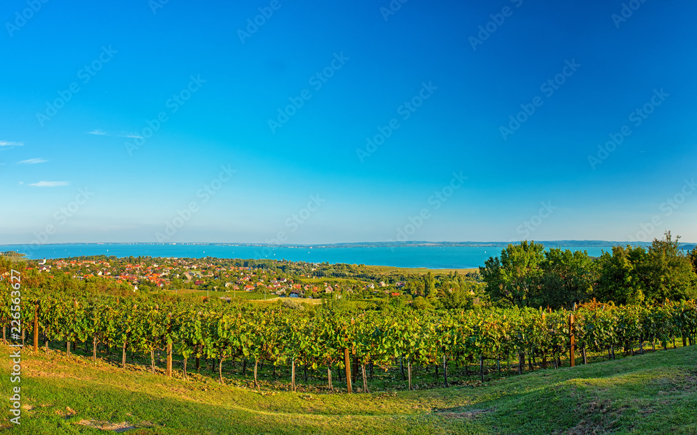 Nice vineyard at lake Balaton in autumn