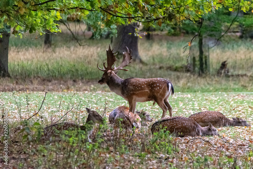 Deer in the wild