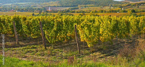 Nice vineyard at lake Balat...