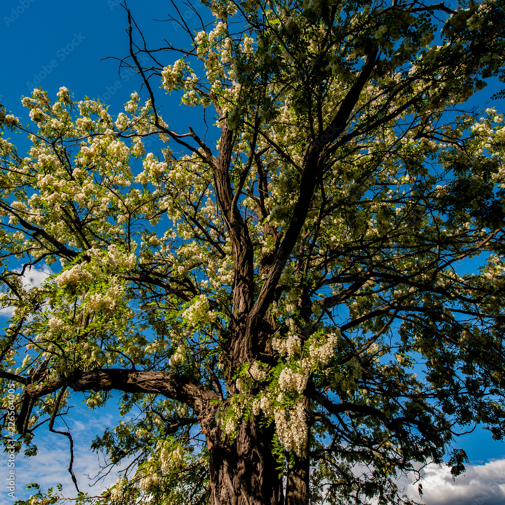 Flowering Acacia tree against the blue sky, rural area. Flowering Acacia tree against the blue sky, rural area.