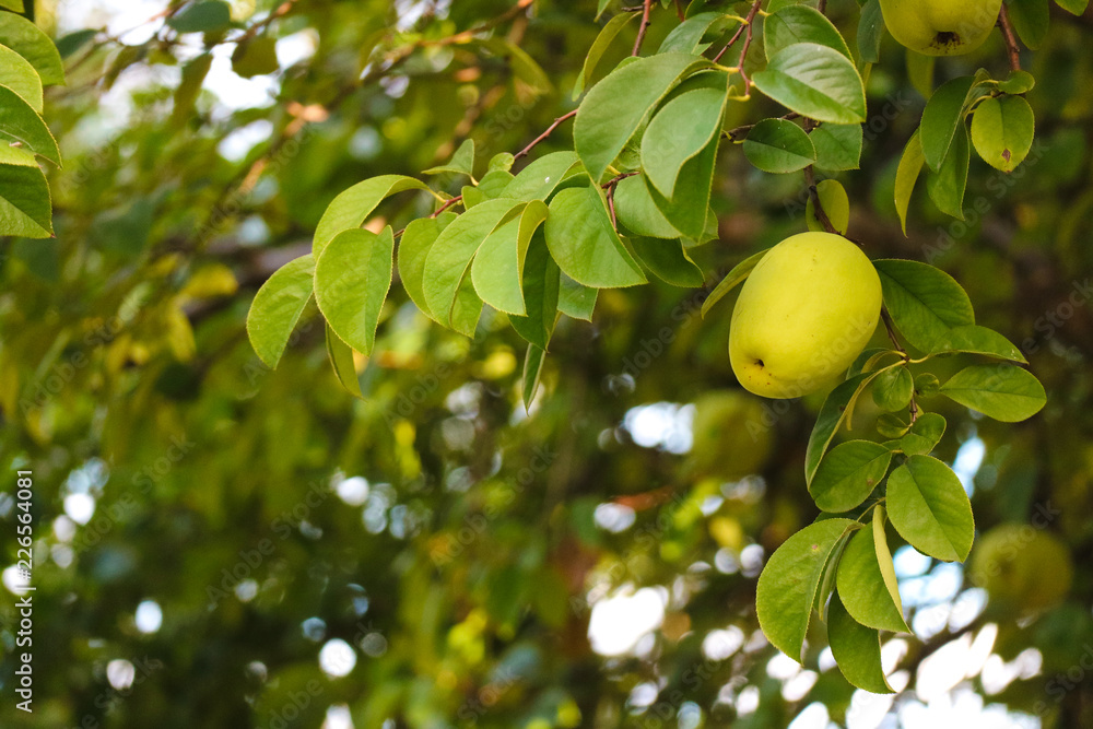 Fresh autumn fruit quince, Fragrant Fall Fruit quince Fresh autumn fruit quince, Fragrant Fall Fruit quince