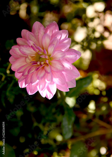 Fototapeta Naklejka Na Ścianę i Meble -  lone pink dahlia at garden