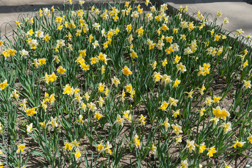 Fototapeta Naklejka Na Ścianę i Meble -  Flower bed with yellow daffodil flowers blooming in the spring, Spring flowers, floral, primroses