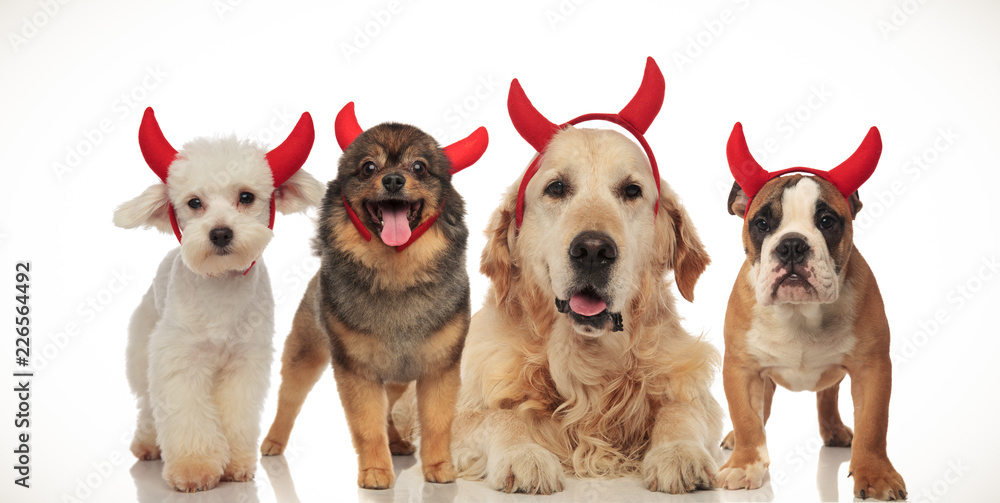 four happy dogs wearing devil horns for halloween