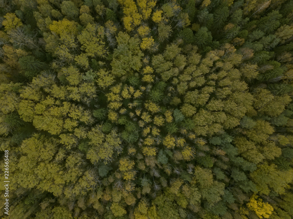 Crowns of trees in the autumn forest. Photo from the air Crowns of trees in the autumn forest. Photo from the air