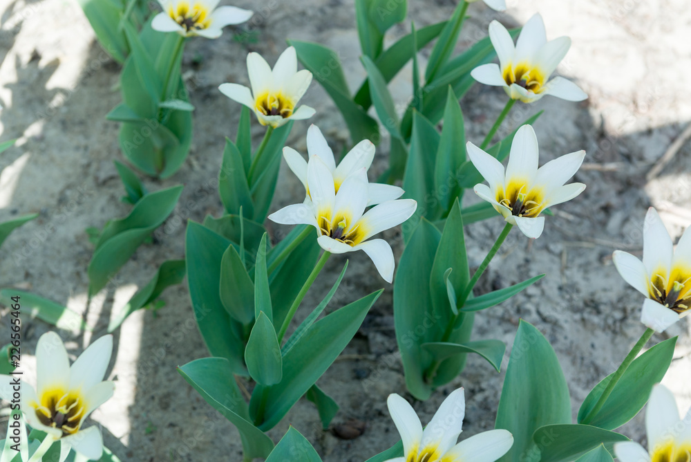 A field of beautiful fragrant white tulips close-up. A field of beautiful fragrant white tulips close-up.