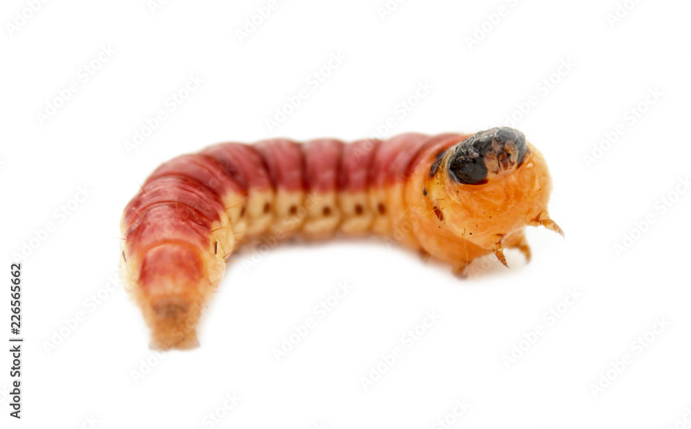 Beetle larva. Beetle larva.
