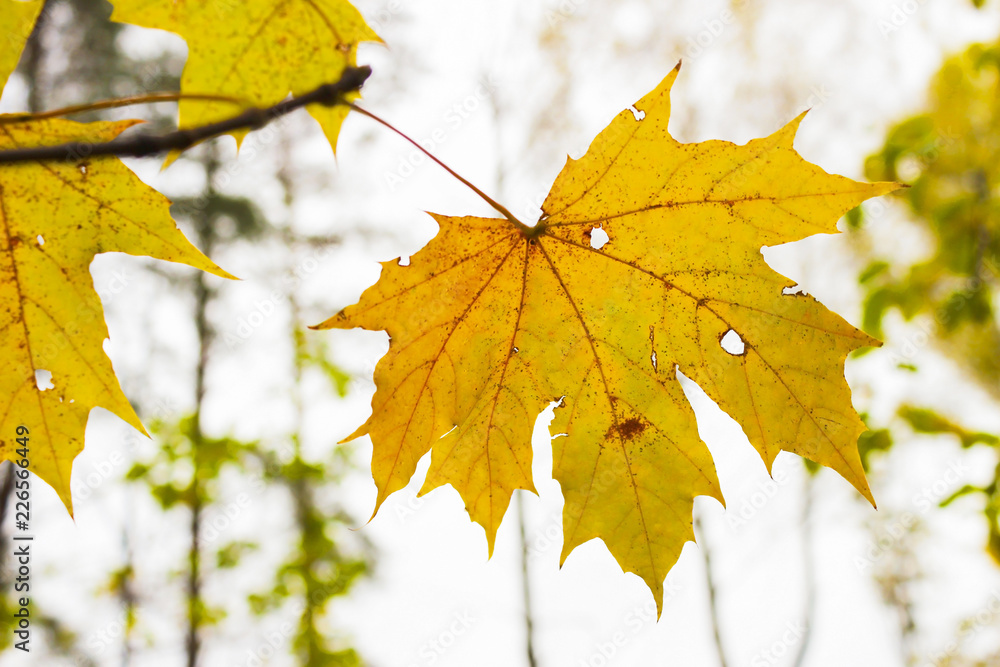 Fototapeta premium Yellow autumn leaf