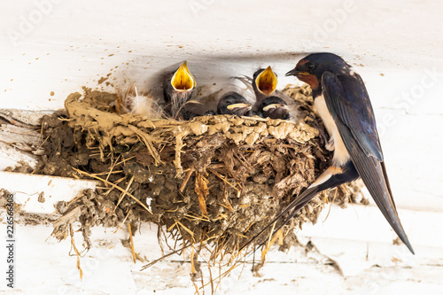 young swallows feeding on a nest photo