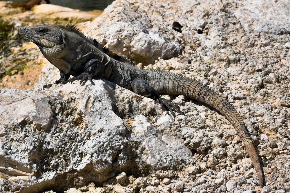 Iguana Iguana