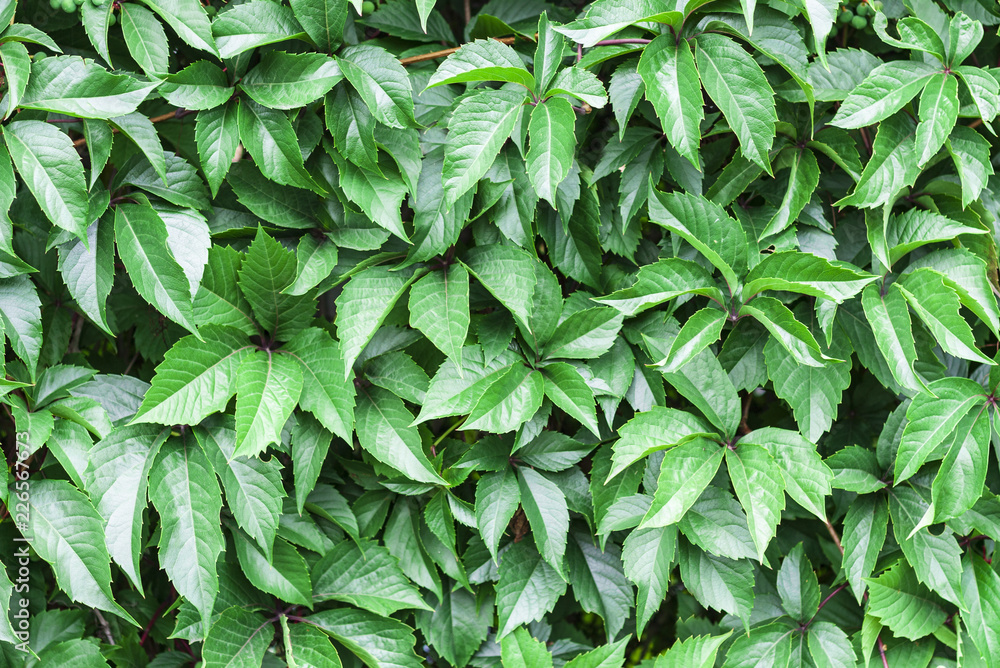 Green leaves wall texture for backdrop design – plant creeping on the wall of an ancient building Green leaves wall texture for backdrop design – plant creeping on the wall of an ancient building