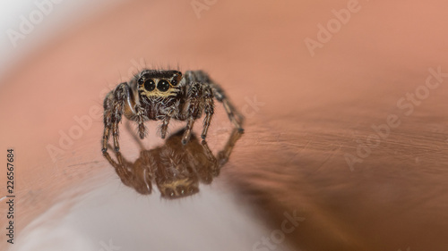 Photos Springspinne auf Tisch