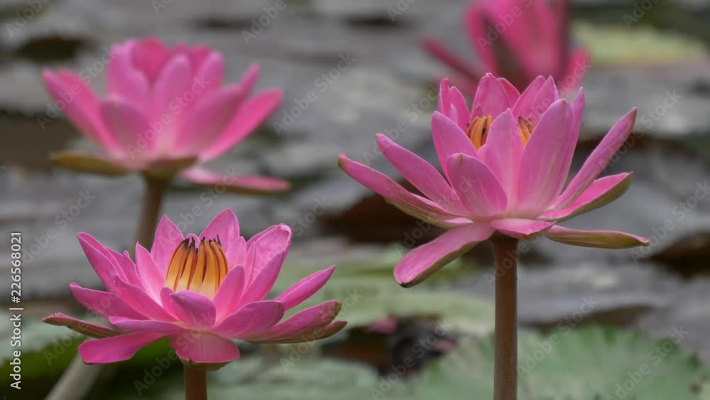 Pink flowers in front of a blurred background 4K Pink flowers in front of a blurred background 4K