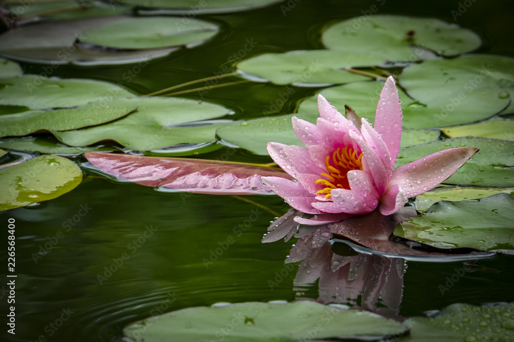 Beautiful pink water lily Marliacea Rosea or lotus flower in a pond with background of green leaves. Nymphaea with dew or drops is reflected in the water. Nature concept for design Beautiful pink water lily Marliacea Rosea or lotus flower in a pond with background of green leaves. Nymphaea with dew or drops is reflected in the water. Nature concept for design