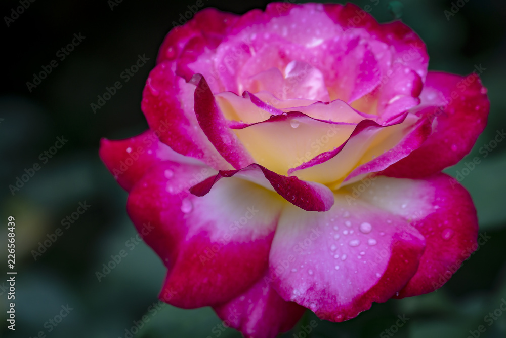 Soft macro of a tender rose Double Delight. Red petals are covered with raindrops or morning dew. Daylight. Nature concept for design Soft macro of a tender rose Double Delight. Red petals are covered with raindrops or morning dew. Daylight. Nature concept for design