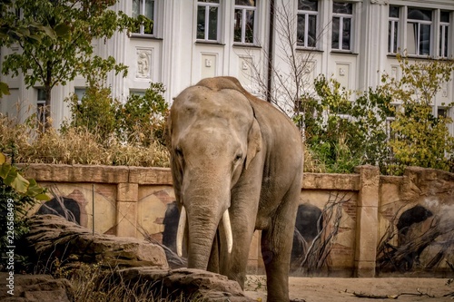 Elefant