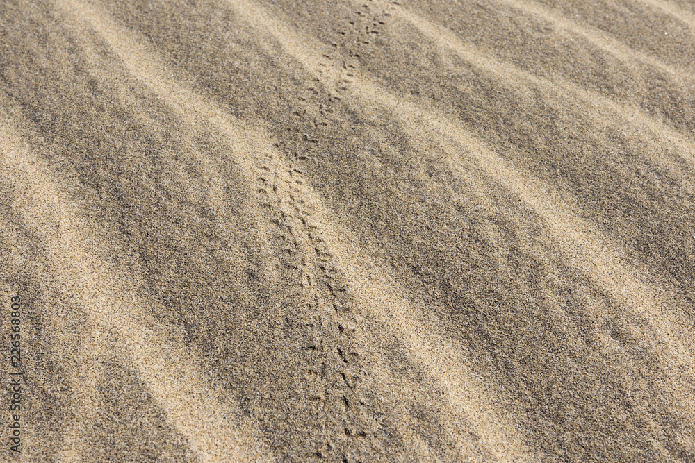 Small grooves in the sand made of beetles Small grooves in the sand made of beetles