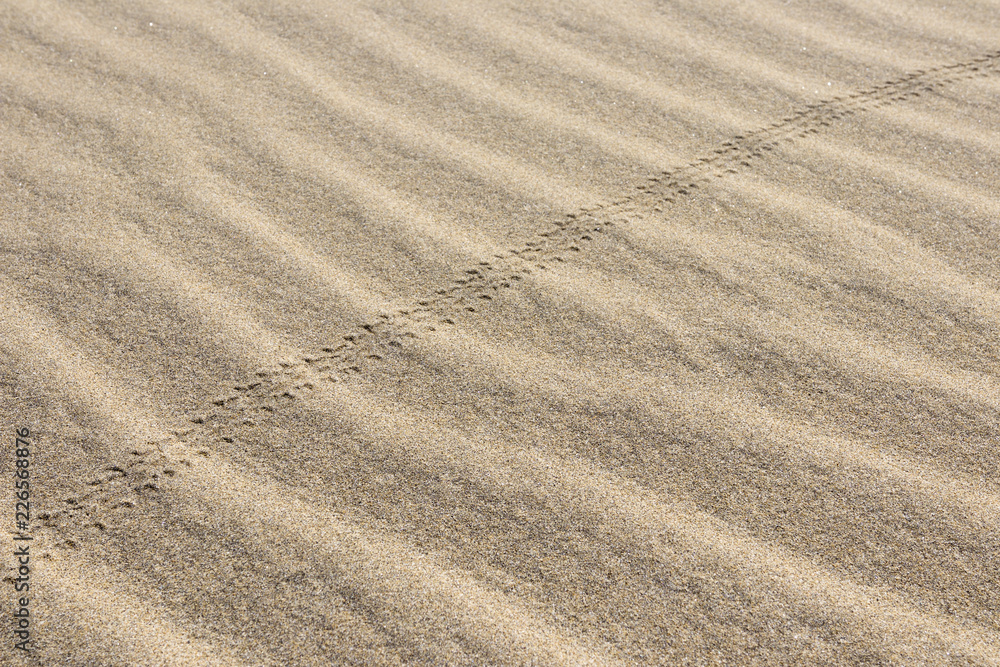 Small grooves in the sand made of beetles Small grooves in the sand made of beetles