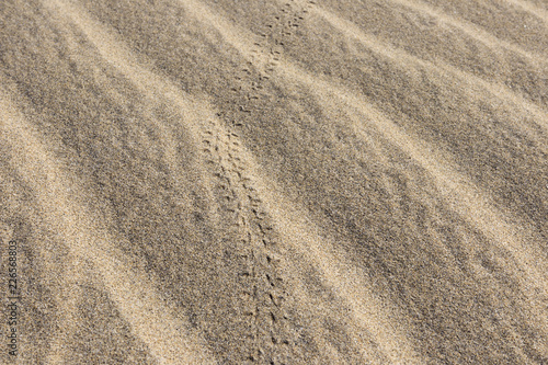Small grooves in the sand made of beetles