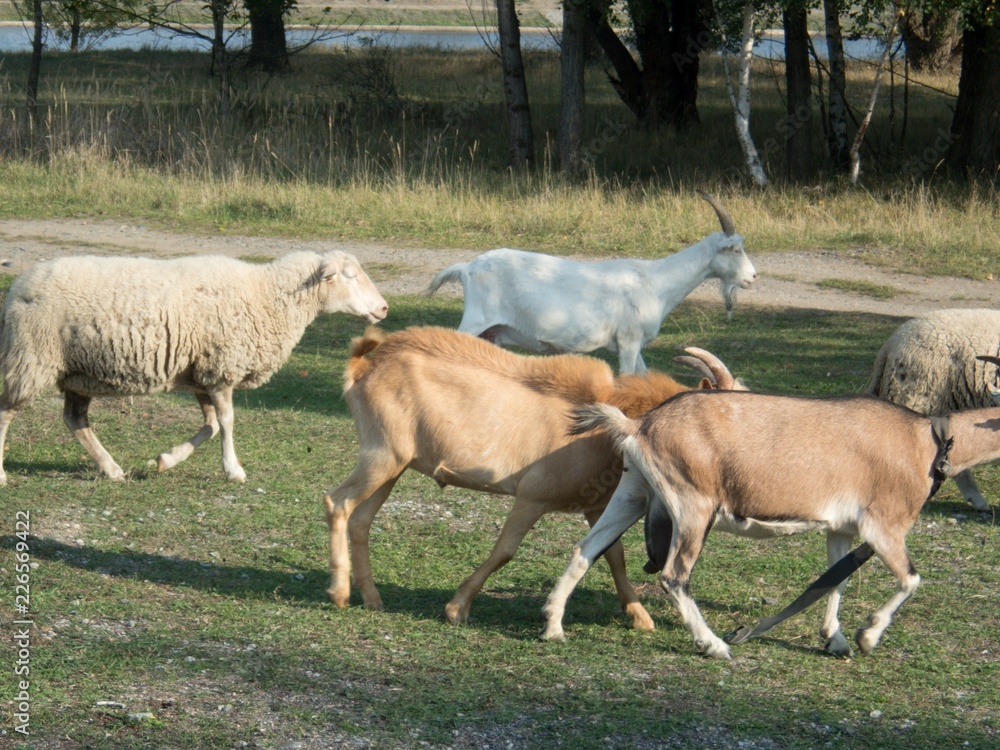 goat and sheep farm at countryside goat and sheep farm at countryside