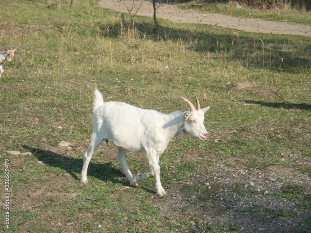 goat and sheep farm at countryside goat and sheep farm at countryside