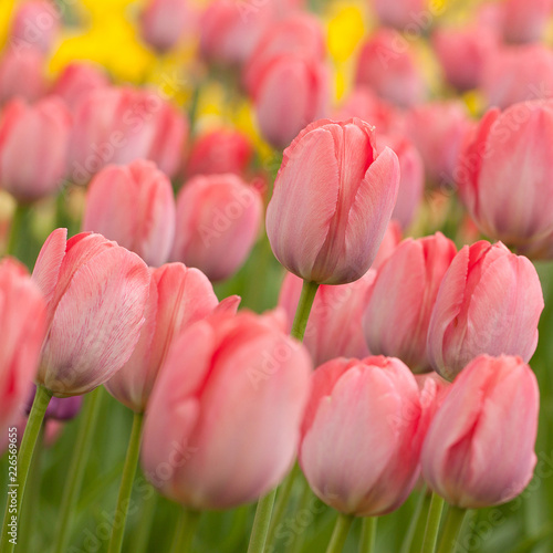 beautiful motley pink closed tulips adorn the park