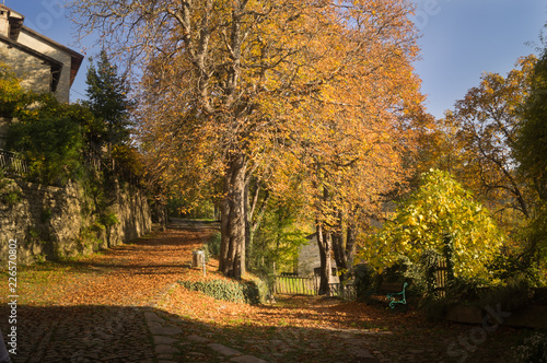 Strada alberata in autunno photo